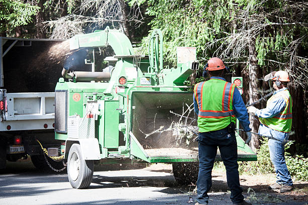 Trusted Grissom Af, IN Tree Services Experts