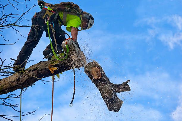 How Our Tree Care Process Works  in  Grissom Af, IN